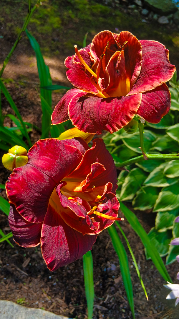Cypress Gardeners gallery photo 2